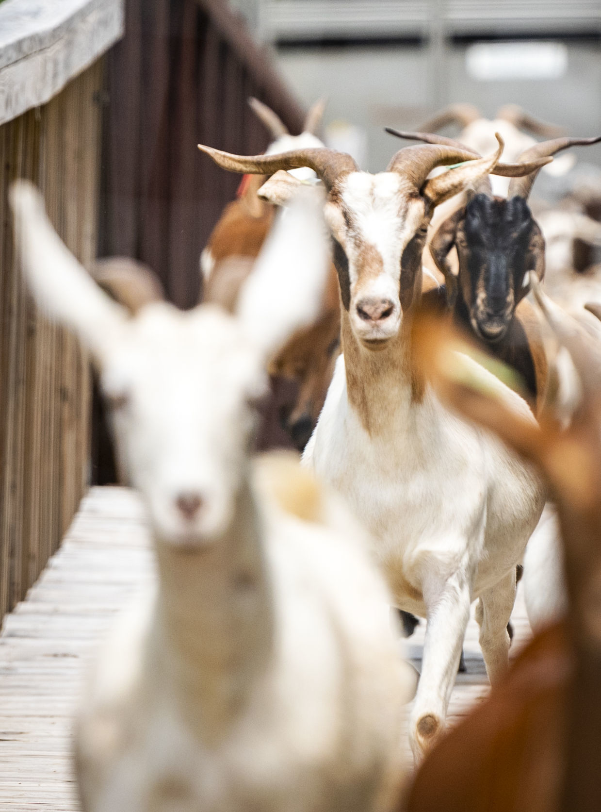 Goats